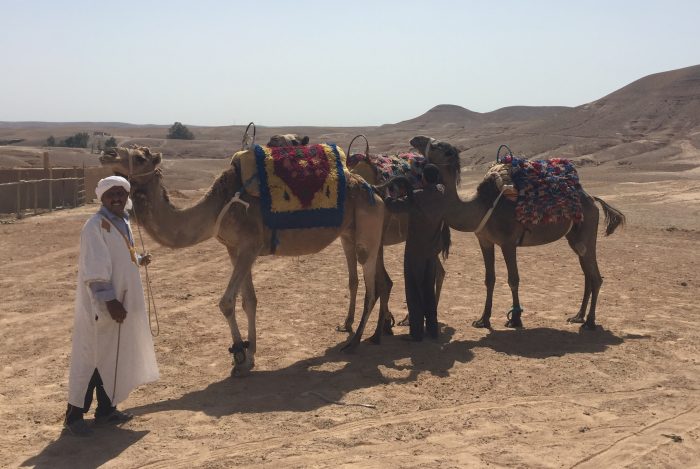 Marrakech / Wüste / Incentive / Kamelreiten